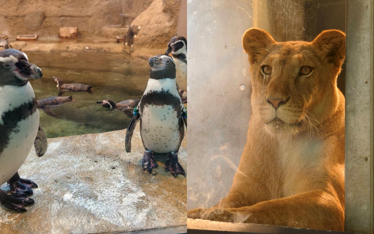 北海道自由行必訪！北海道神宮完整攻略：交通、參拜方式、御守、周邊散策一次看！